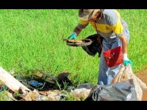 Paraná registra centenas de novos casos de dengue.