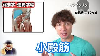 【筋トレ解説】解剖学から考えたヒップアップを効果的に行う方法