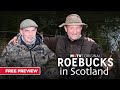 Roebucks in scotland  free preview  myoutdoortv