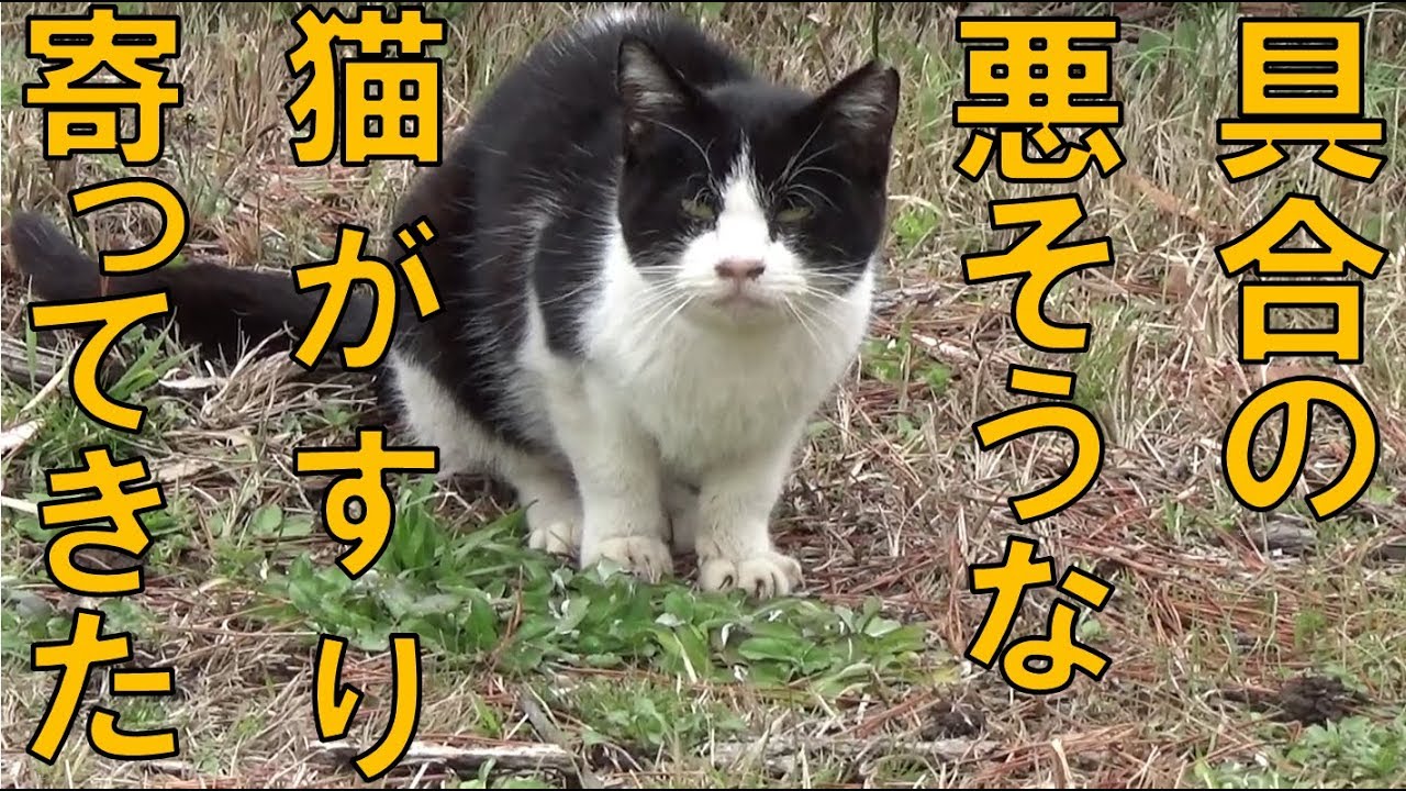具合の悪そうな猫が近寄ってきたのだが Youtube