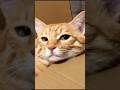 Cute Cat Matercat Cuteanimal Funnyvideo Kitten Turkishcat Cutecat Cutepet Cute Funny Cat Cute Cat Matercat Cuteanimal Funnyvideo Kitten Turkishcat Cutecat Cutepet Cute Funny Cat