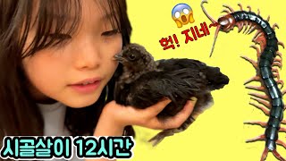 병아리한테 지네를  준다면? 😱😱😱 라임튜브 일상 vlog What if you gave a centipede to a chick?