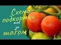 Схема подкормок для томатов в июле августе.