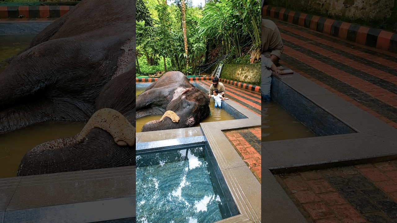 💥🤯யானையா குளிப்பாட்டலாமா..⁉️💢 | Thekkady Elephant #shorts