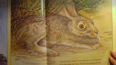 Beneath the Sun by Melissa Stewart Illustrated by Constance R Bergym