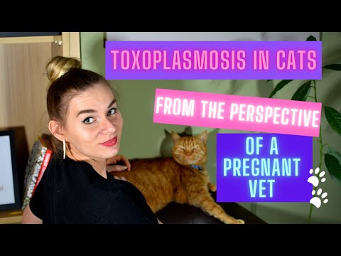 Video: Gaano Kalubha Ang Panganib Ng Toxoplasmosis Mula Sa Iyong Cat - Pang-araw-araw Na Vet