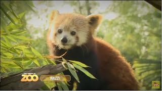 Une Saison Au Zoo - Panda Roux, Vautours et Lionceaux (S2 Ep08)