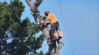 Tree Felling - Chainsawing the Top off a 100ft Pine Tree