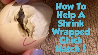 How to Help A SHRINK WRAPPED Chick HATCH