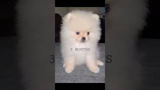 Pomeranian puppy growth from 3 to 9 months