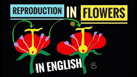 How do organisms reproduce? | Part- 3 | Sexual Reproduction in Flowering Plants| Science| Class 10.
