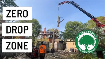 Watch us remove two Norway maple trees with zero drop zone