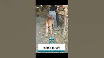 WRONG TARGET #funnyshorts #funnyvideo #funny