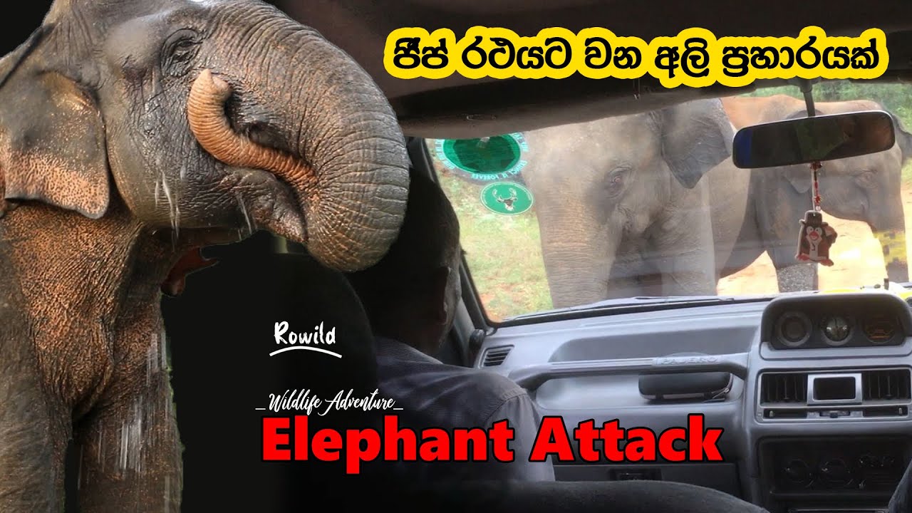 ELEPHANT ATTACK 🦣🥹