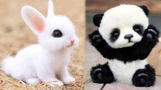 cute baby animals | 🥰😻| Part 30 by Cute Kittens 7,246 views 1 year ago 11 minutes, 13 seconds