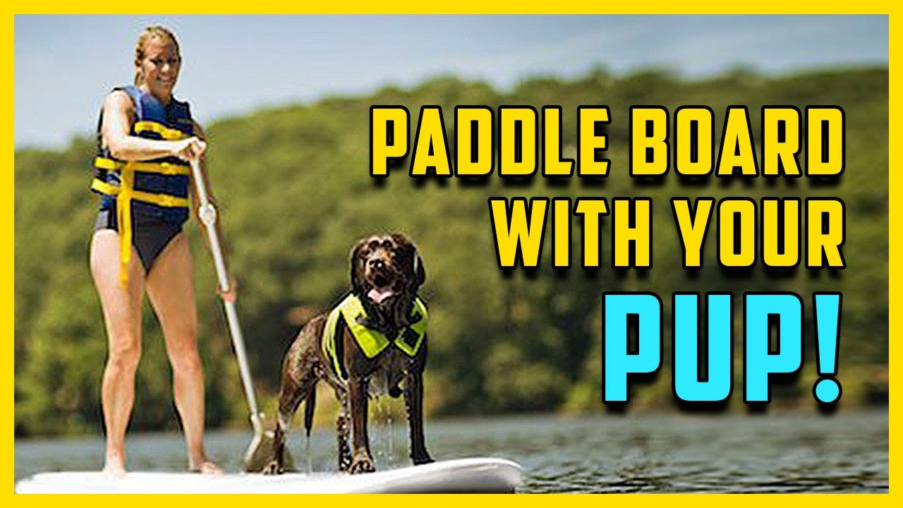 How To Stand up Paddle Board With Your Dog