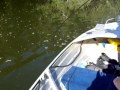 tarpon fishing noosa