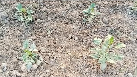 Khi Nào Thì Cắt Ngọn Hoa Thược Dược Để Cho Hoa Nở Vào Dịp Tết 2025