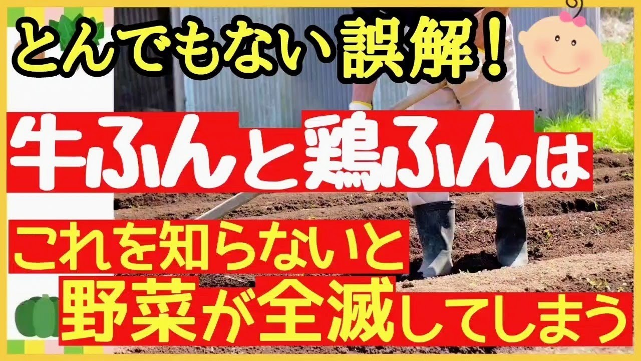効果と効能が全く違う！牛ふん堆肥と鶏ふんの正しい使い方【初心者・家庭菜園】