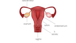 SISTEM REPRODUKSI (PRIA & WANITA)