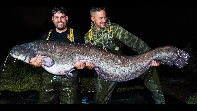 Monster Catfish Fishing UK - AMAZING session! 