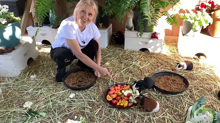 Guinea pigs and me having breakfast