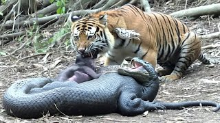 Clash of Giants: Power in the Wild