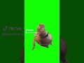 cat talking meme