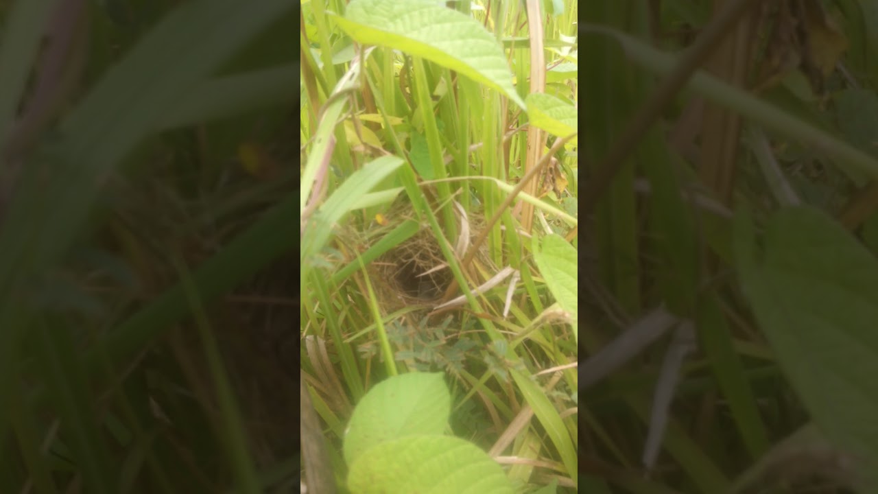 Inilah Sarang Ciblek Gunung Dialam Liar Youtube