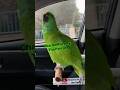 Parrot whistles bridge on the river kwai attempt #parrot #talkingparrot #parrottalking