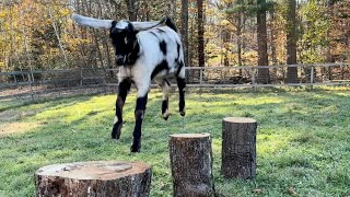 Goats enjoy new stump circle by Sunflower Farm Creamery 322,251 views 5 months ago 3 minutes, 6 seconds