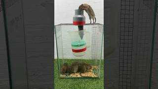 Simple Homemade Mouse Trap Idea From Old Items // Mouse Trap 2 #Rattrap #Mousetrap #Rat #Shorts