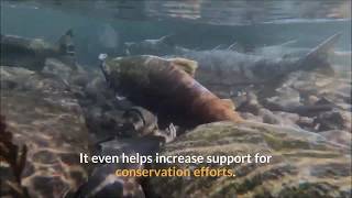 Stream restoration projects in cities offer many benefits