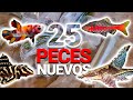 ¡UNBOLSING de LOS PECES QUE COMPRAMOS en el MERCADO MORELOS!