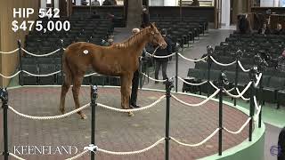 Keeneland January Horses of All Ages Sale Livestream