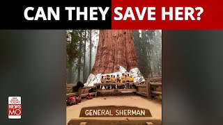 California Wildfires: Can US Firefighters Save The World’s Biggest Tree ‘General Sherman’ | NewsMo