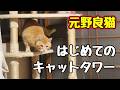 気まずくて 登っただけ?【元野良猫】