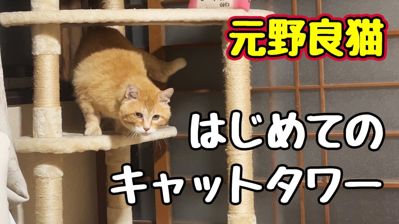 気まずくて 登っただけ?【元野良猫】
