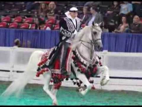 ცხენები - Horses - გადაცემა \"ეკოვიზია\" - 'Ecovision' TV Show