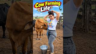 Cow Farming 🐄🌾 | Cattle Care, Fresh Cow Milk & Real Dairy Farm Life | Maria Vlogs #cowfarm #love