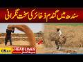 Strict Monitoring of Wheat Stocks in Sindh | 9 am News Headlines l 04 May 2026 l City 21