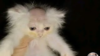 4 minutes and 47 seconds of memes