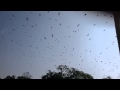 Bats Flying 