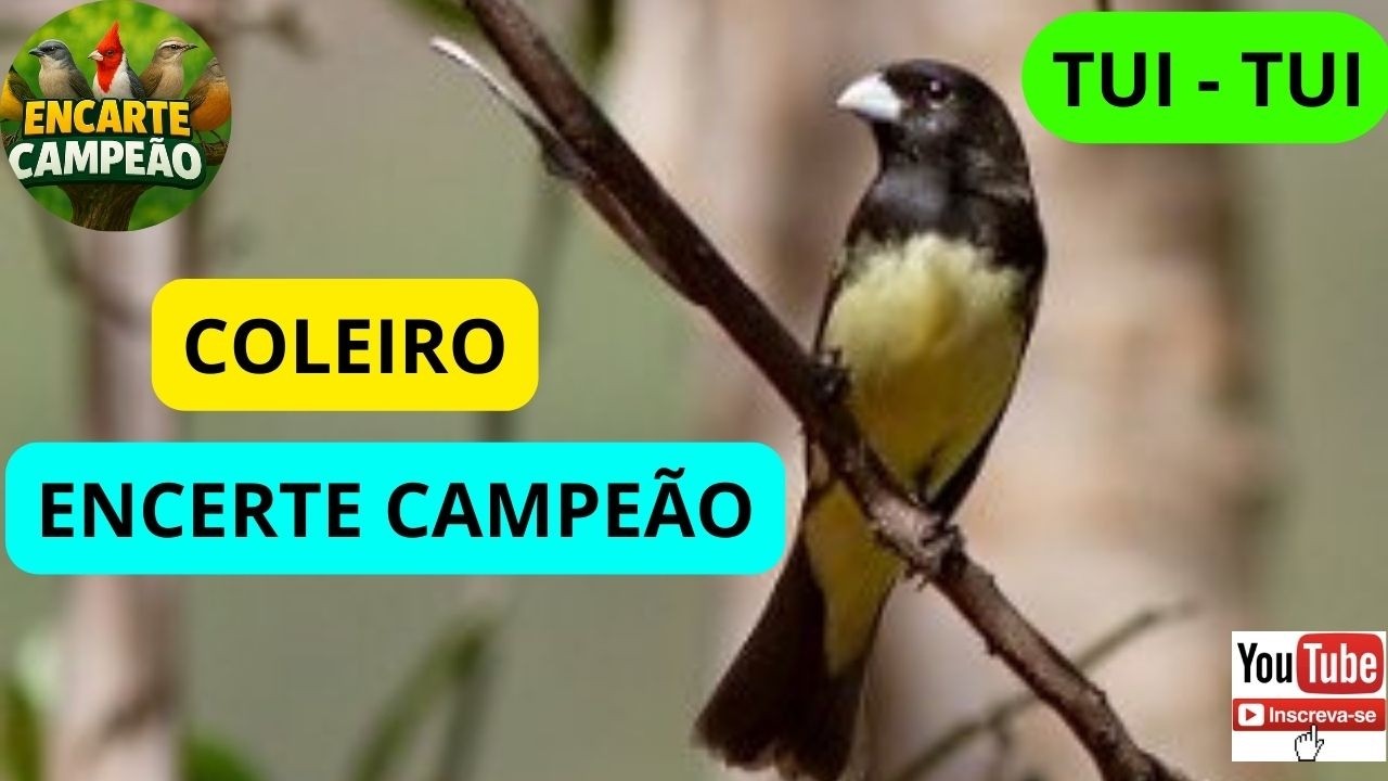 CANTO PAPA CAPIM TUI TUI ENCARTE CAMPEÃO