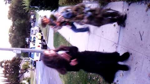 How to stop zombies...