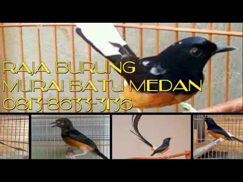 VIDEO : 081386333136,jual burung murai batu medan asli murah,berkualitas,bagus di jakarta indonesia - seperti namanya,seperti namanya,muraibatu ini besaral dari medan. ia mempunyai ciri khusus pada bagian ekornya yang melengkung panjang. ...