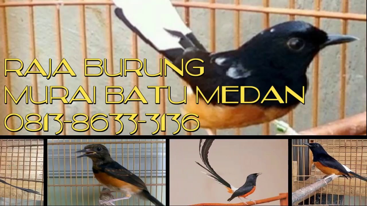 081386333136,Jual burung murai batu medan asli murah ...