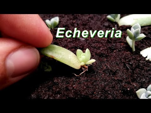 Video: Allegra Echeveria Groei: Inligting oor Echeveria 'Allegra' vetplante