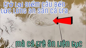 Trở lại điểm câu bến lức Long an săn cá tra mà cá trê ăn liên tục