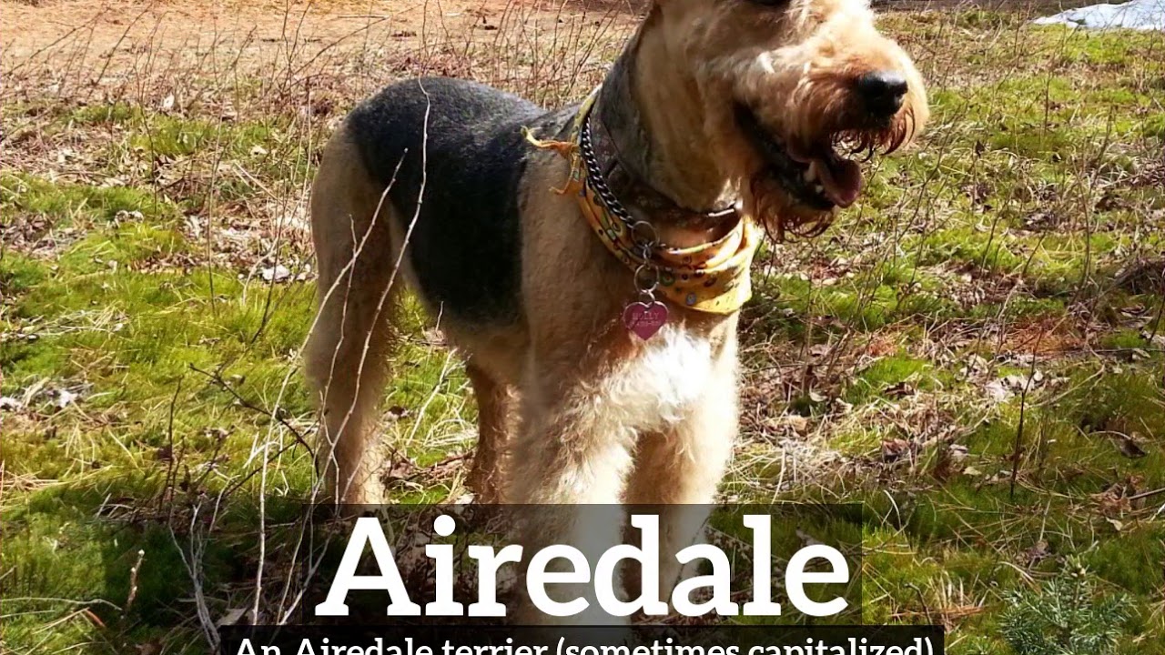 How to Say Airedale in English? | What is Airedale? | How Does Airedale Look?